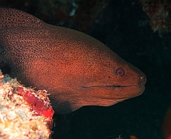 IMG_1313rf_Maldives_Madoogali_Plongee 14_Donagali caves_Murene javanaise_Gymnothorax javanicus